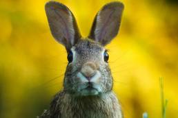 Brown rabbit face and ears