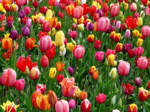 Spring tulips, time to review your goals with Jo Murfin Coaching